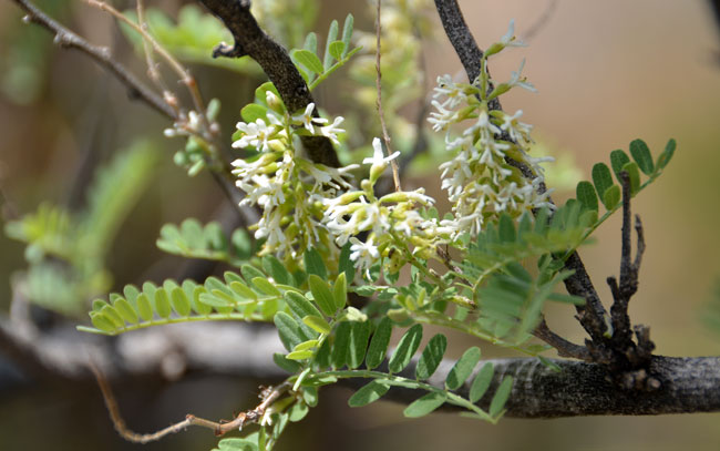 Eysenhardtia orthocarpa, Tahitian Kidneywood, Southwest Desert Flora